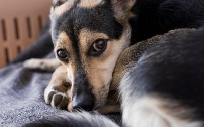 Maltraitance animale et violence envers les humains