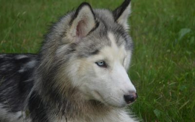 How Animals Help us Overcome Violence