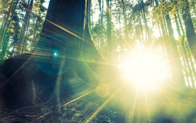 Une alliée précieuse pour améliorer notre vie : la lumière du matin (PFLG : Chapitre 1)