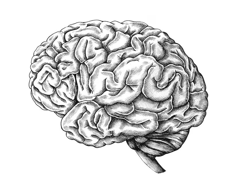 La maltraitance infantile, cause d’un développement anormal du cerveau