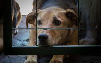 Lancement d’un numéro d’appel pour signaler les maltraitances animales