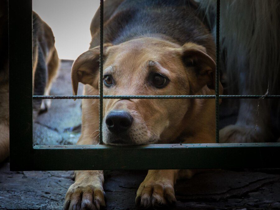Lancement d’un numéro d’appel pour signaler les maltraitances animales